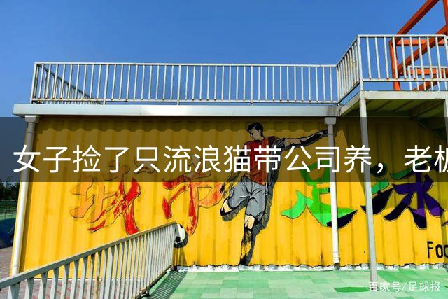 女子捡了只流浪猫带公司养，老板买了猫窝却没看尺寸，网友：咪总每天在800平的卧室醒来...